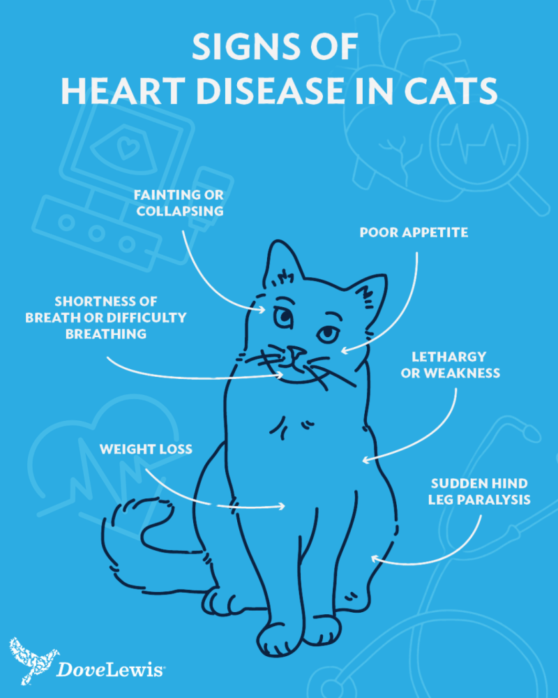 Signs of Heart Disease in Cats and Dogs | DoveLewis - Leukemia Heart Disease In Cats